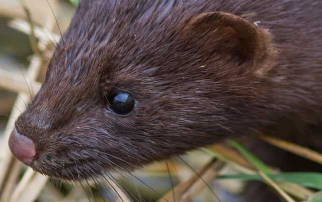 У Фінляндії розробляють вакцину від COVID-19 для тварин