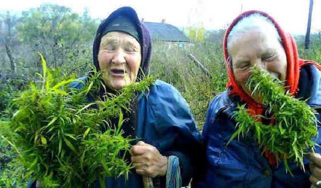 Профільний комітет ВРУ підтримує легалізацію канабісу у медичних цілях