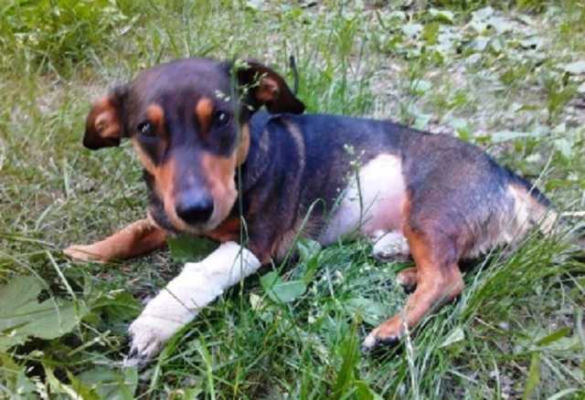 В Киеве пьяный мужчина задушил троих щенков и сломал спину еще одному