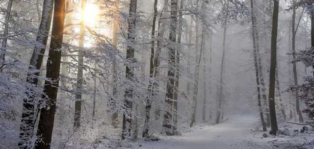 В Украину идут метели и сильный снег: объявлено штормовое предупреждение