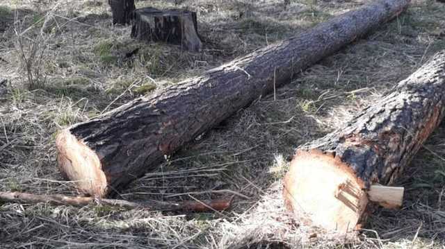 Под Одессой "черные лесорубы" сожгли авто, пытаясь избавиться от улик