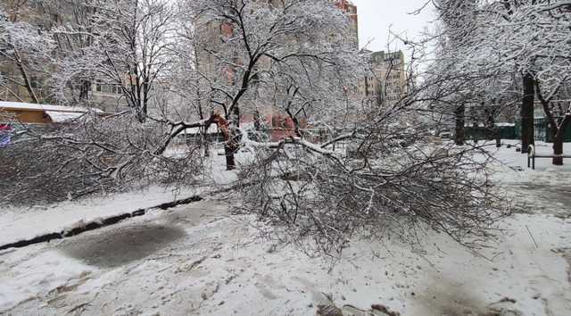 В Одессе дерево раздавило дорогущий Porsche