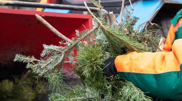 В КГГА рассказали, как используют отданные киевлянами на утилизацию елки