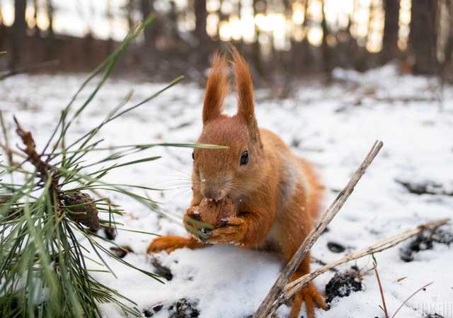 На Украину идет арктический холод: регионы засыпет снегом
