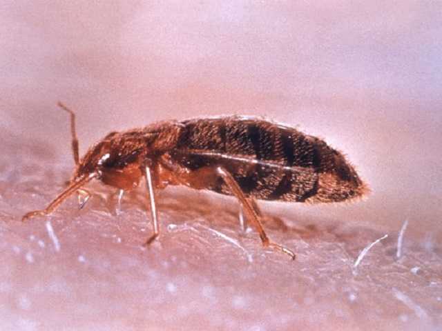 Пассажиры «Укрзалізниці» пожаловались на клопов