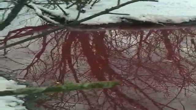 Скотобойня на Прикарпатье сливала отходы прямо в реку