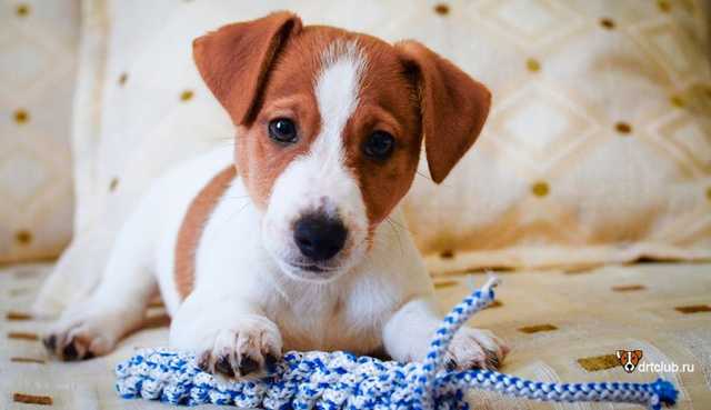 В Киеве парень задушил троих «надоевших» ему щенков