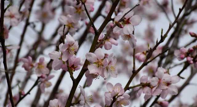 В Украине посреди февраля зацвели деревья: фото аномалии