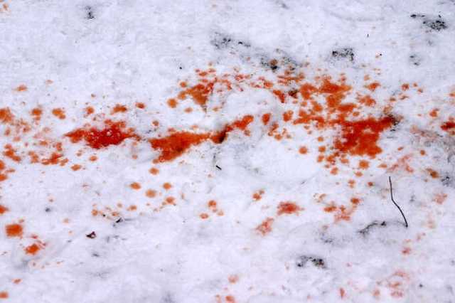 В России мужчина заживо закопал в огороде своего 80-летнего отца