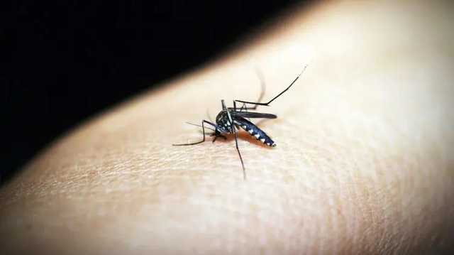 Мама с сыном привезли в феврале малярию из Республики Конго на Закарпатье