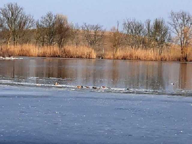 В заповеднике «Аскания-Нова» снова массовая гибель птиц