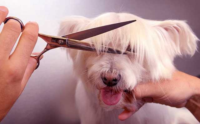 В Киеве груминг-салон отказался обслуживать украиноязычную клиентку