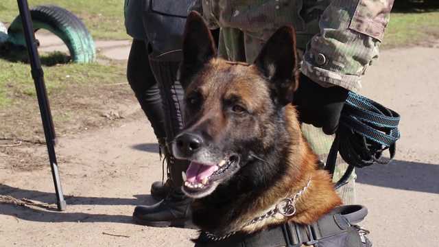 По следу убийцы 7-летней Маши Борисовой пустили пять собак – полиция