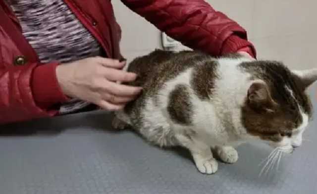 В Киеве живодер жестоко избил кошку. Его задержали после «воспитательной работы»