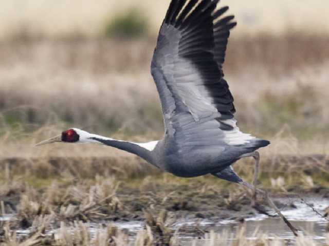 В «Аскании-Нова» опять погибли десятки краснокнижных птиц