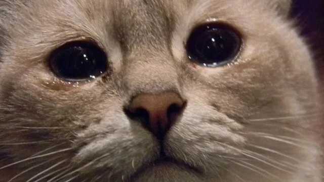 Жительница Одессы выкинула кошку с 10-го этажа, а потом добила ножом