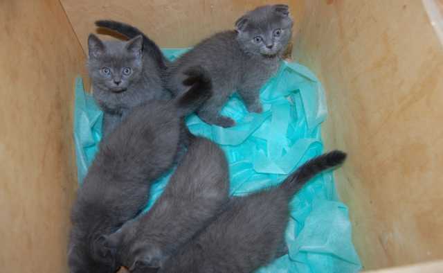 Українець заховав у багажнику кошенят, щоб незаконно вивезти у Польщу