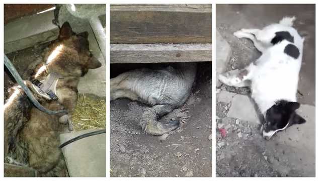 На Виннитчине живодер убил 3 собак: Геращенко пообещал наказать подонка