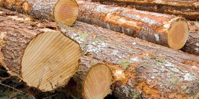 Лесничему Ямпольского агролесхоза вручили подозрение в незаконной вырубке 333 деревьев