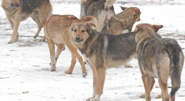 Под Винницей изверги молотком убили и покалечили собак в приюте: реакция МВД