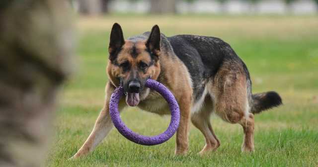В Полтавской области пес без намордника напал на ребенка в парке