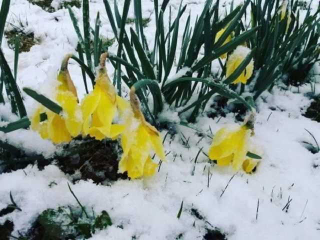 У Карпатах сьомий день поспіль іде сніг, очікують сходження лавин