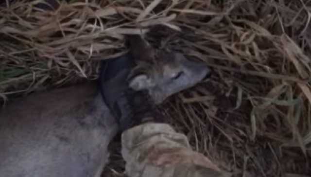 "Позорное поведение": пограничников отстранили за издевательства над животным