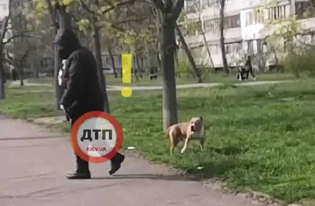 В Киеве владелец стаффордширского терьера натравливает его на маленьких собак
