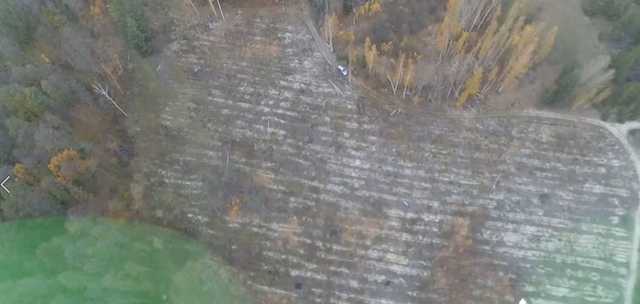 В Киевской области незаконно вырубили 8 га леса