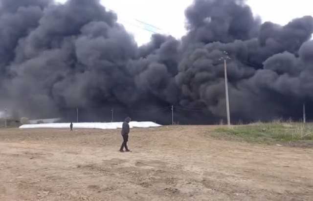 На Буковині просто неба спалили понад 20 тисяч свиней