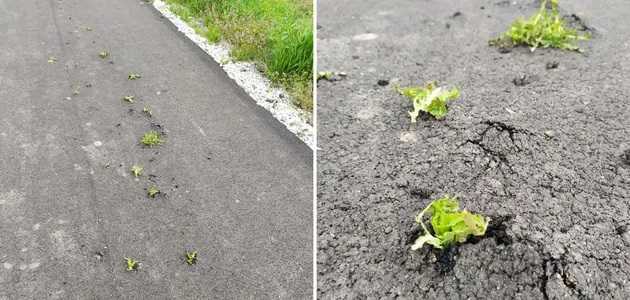 Под Никополем на новой асфальтированной дороге проросла трава