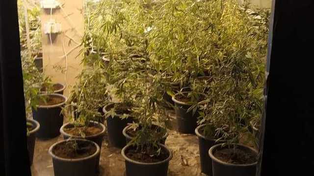 Спасали истощенных собак и нашли плантацию марихуаны: детали инцидента под Одессой