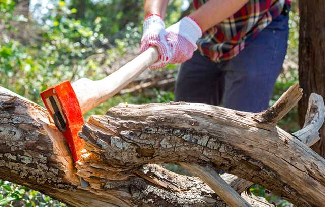 В Сумской области убили свидетеля незаконной вырубки