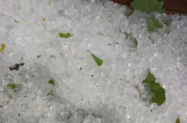 Под Киевом весеннюю зелень убил крупный град: известный политик показала последствия непогоды