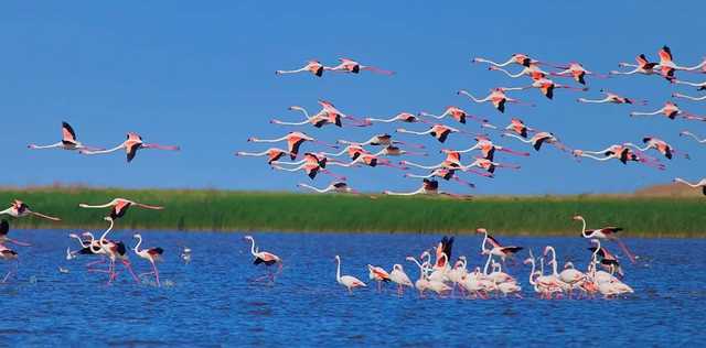 Над Одесщиной пролетела крупнейшая в истории стая розовых фламинго