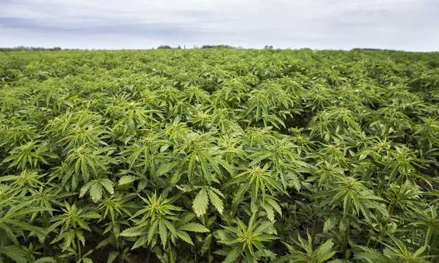 В Раду внесли закон о регулировании оборота каннабиса в Украине