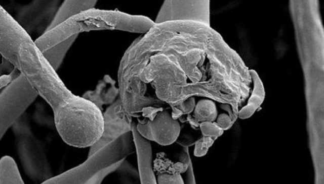 Первую смерть от «черного грибка» зафиксировали в Непале