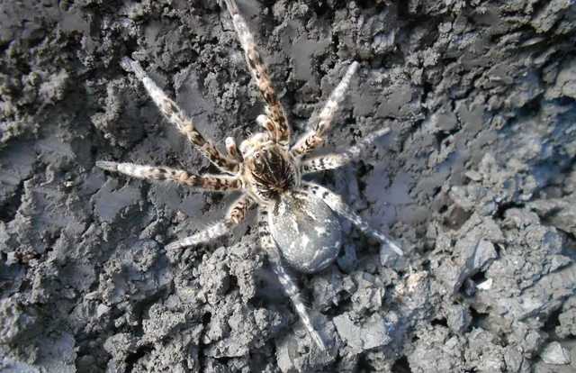 В Днепре на людей нападают ядовитые тарантулы