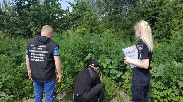 Пограничники уничтожили в селе Счастье более пяти тысяч кустов конопли