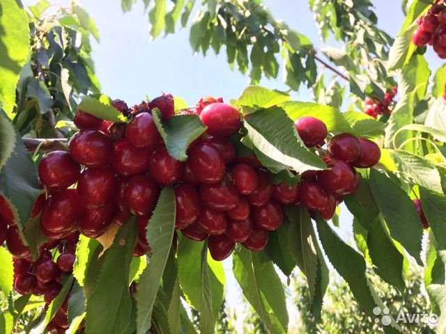 В Мелитополе женщина получила химический ожог рук, собирая черешни