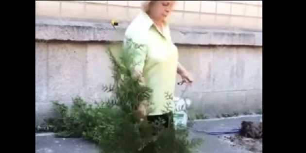 В центре Киева женщина уничтожила кусты, которые высадили сотрудники кафе