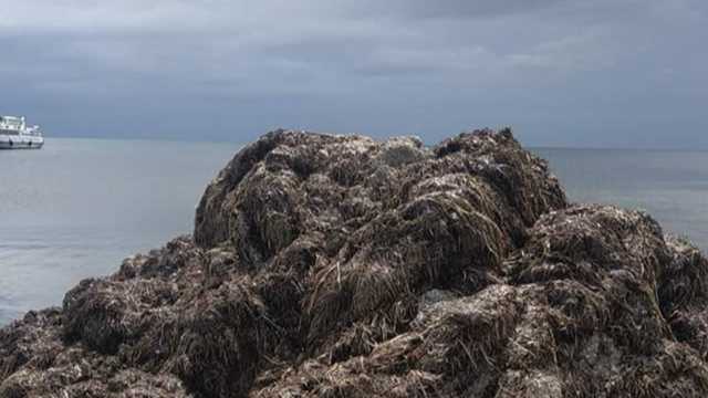 Страшная вонь и куча водорослей: отдыхающие жалуются на отдых в Скадовске