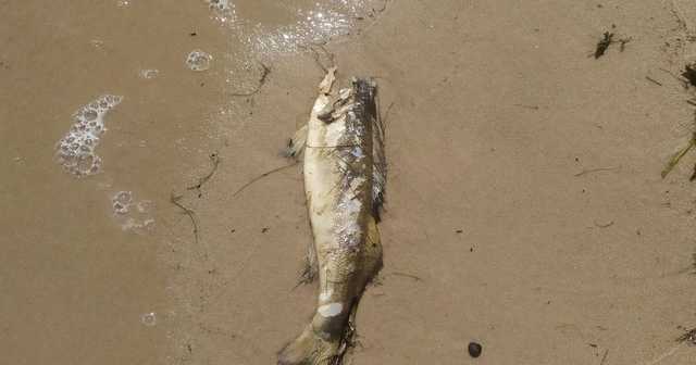 На Киевском море судак массово выбросился на берег: что случилось