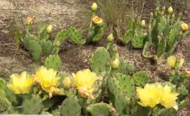 В Херсонской области в лесу расцвела поляна с кактусами