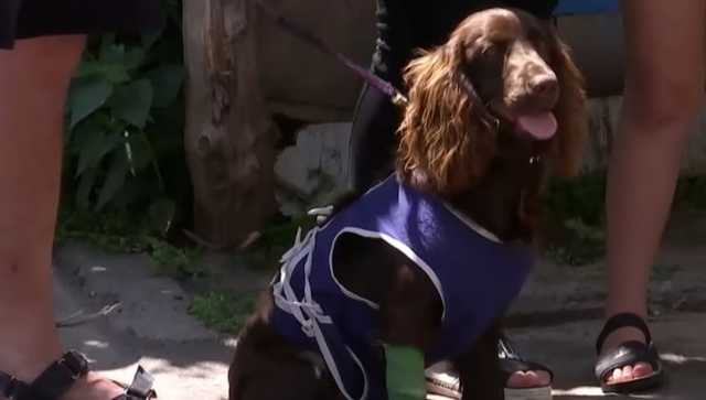 В Сумах охранник натравил собак на отца с дочкой, которые выгуливали спаниеля