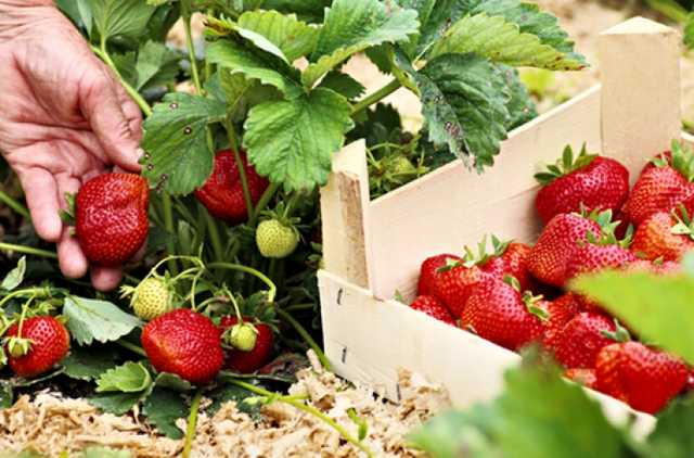 Заработки в Польше на сезонных работах намного выигрышнее украинских