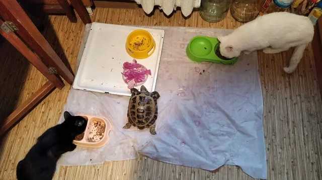 В Днепре женщину, которая собирает траву черепашкам, местные подозревают в "закладках" наркотиков