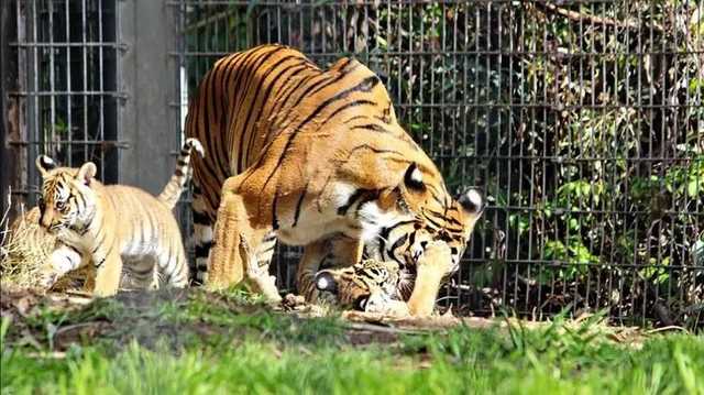 В США начали делать прививки от коронавируса животным в зоопарках