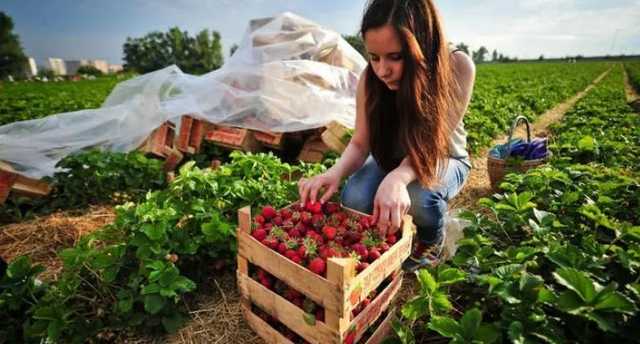 "Не нравится – возьмем других": украинцы продолжают умирать в Польше из-за адских условий работы