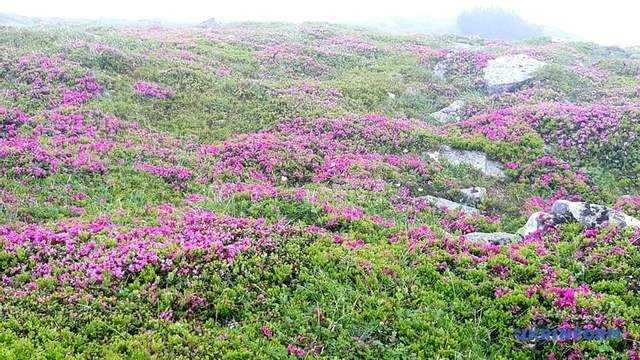 В Карпатах массово зацвела легендарная красная рута